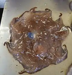 メンダコ Opisthoteuthis depressa