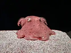 サンシャイン水族館の飼育展示個体