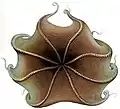 Opisthoteuthis extensaの裏