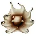メンダコの一種 Opisthoteuthis extensa