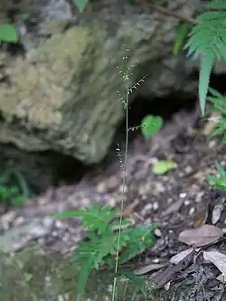 Oplismenus undulatifolius