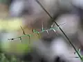 花序の枝の1つ