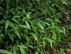 Oplismenus undulatifolius