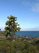ウチワサボテンとアカメカモメ