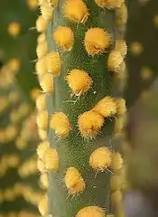 Opuntia microdasysの芒刺（英語版）