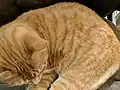 赤茶