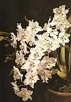 Odontoglossum cirrhosum（南米産の蘭）