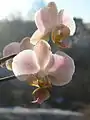 コチョウラン交配種白花系