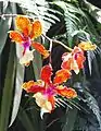 国立洋ラン園のランの花