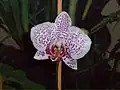 コチョウラン交配種点花