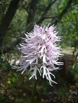 オルキス・イタリカの花