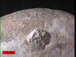 Cystaster stellatus 。ケンタッキー州北部の礫岩層(Kope層、オルドビス紀後期) より。円口目の外肛動物を基物としている。