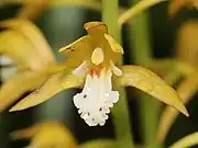 花の細部