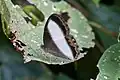 Oressinoma typhla 成虫, エクアドル