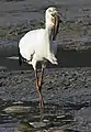 ウナギを丸呑みするコウノトリ（2006年3月3日）