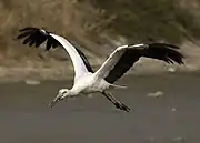 コウノトリ