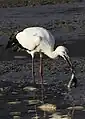 ウナギを食べようとするコウノトリ（2006年3月3日）