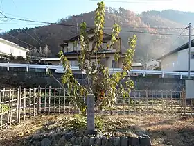一瀬桑の原木