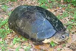 ボルネオカワガメ