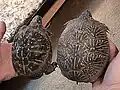 左:基亜種右:亜種ミナミニシキハコガメ