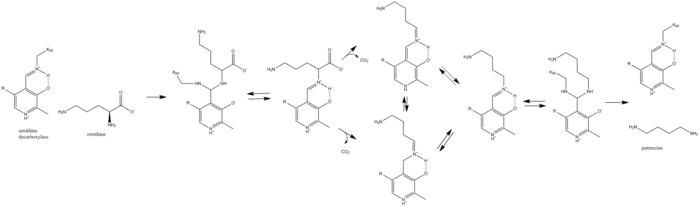 ornithine decarboxylase mechanism