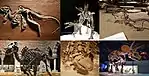鳥盤類の化石。左上から時計回りにヘテロドントサウルス、ステゴサウルス(Stegosaurus stenops)、スコロサウルス、エドモントサウルス、ステゴサウルス(Stegoceras validum)、トリケラトプス