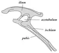 鳥盤類の典型的な骨盤(左側面図)