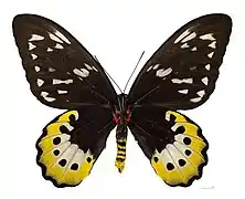 キシタアゲハ族 Troidini: ゴライアストリバネアゲハ Ornithoptera goliath samson
