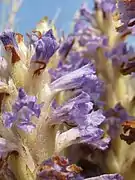 花の細部。