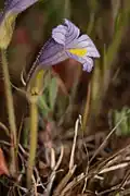 Naked broomrape (Orobanche uniflora)
