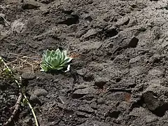 崖の礫層に生えるロゼット。