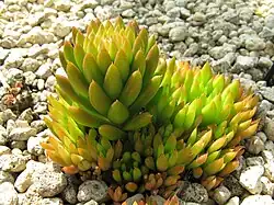 Orostachys japonica