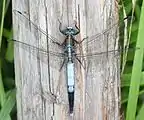 シオカラトンボ属シオカラトンボOrthetrum albistylum