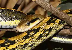 スジオナメラ