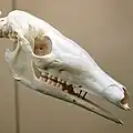頭骨