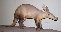 ツチブタ