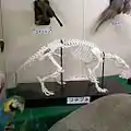 ツチブタの骨格標本