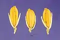 サヤヌカグサ型：Oryza glaberrima（アフリカ産イネの1種）：基部の第一、第二小花の痕跡がはっきり見える。