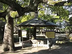 蓮如上人袈裟懸の松