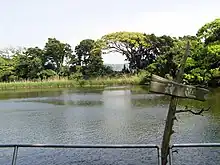 神池を取り囲む樹林ビャクシンは林の中に点在しているが、生育には強い日照を必要とするため、新しい若木が育ちにくい。1981年・1982年に沼津市は国と県よりの補助を受け約60本の植林を行っている。