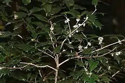 花をつけたヒイラギ、海上の森(愛知県瀬戸市)、2017年11月25日撮影