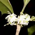 雌株の両性花花冠は4深裂し、裂片はそりかえる