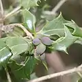 果実
