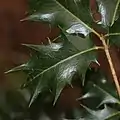 先が鋭い刺となった鋭鋸歯がある葉