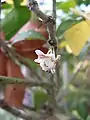 ヒイラギモクセイの花