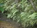 渓流沿いの群落（沖縄本島北部）