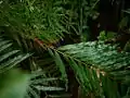 胞子嚢の付く羽片