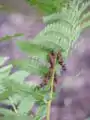 オニゼンマイ・胞子葉部