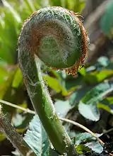 山菜として食べられるゼンマイ Osmunda japonicaの若芽