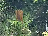 新宮市浮島の森の本種